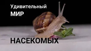 Удивительный мир насекомых. Макросъёмка.