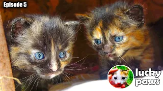 4 Tiny Kittens Have to Wait For The Mommy Cat to Feed Them - Episode 5 | Lucky Paws