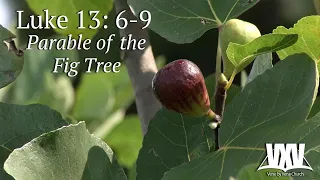 Verse by Verse - Parable of the Fig Tree - Luke 13:6-9