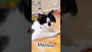 [голоса персонажей Ану-ка Давай-ка]🐈