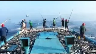 Maldives Pole and Line Skipjack Tuna Fishing