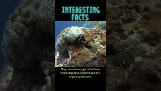 #interestingfacts #seacucumber #sea #cucumber #shorts #fightforlife #amazing #facts #speduvids