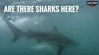 Are There Sharks Here?