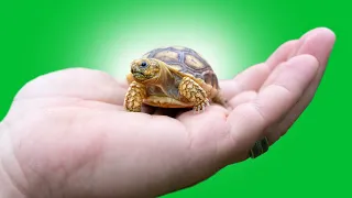 Top 5 WORST Pet Tortoise Species!