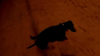 Такс Тоша ,  вечерняя прогулка в светящемся ошейнике .