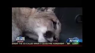 Mountain Lion On The Loose Captured In San Mateo, California - Happening Now