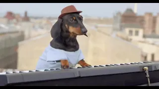 Собака играет на пианино #мем