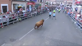 Embestida de un toro sobre un hombre Tour de la Feria de Medina del Campo