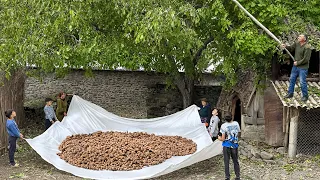 We have gathered a Nut Harvest and Cooked Lunch for the Whole Family! Village Cooking