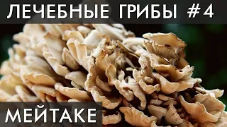 ГРИБ МЕЙТАКЕ. Лечение кист, миом, фибром, полипов. Фролов Ю.А.