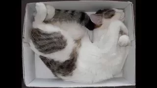Кошки, спящие в странных местах / Cats
