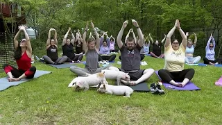 WATCH: Find balance and joy in yoga with Animals!