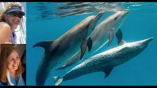 Dolphin Dialogues – A Conversation between Dr. Denise Herzing and Dr. Lori Marino