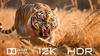 12K HDR 120fps Dolby Vision - The World's Most Beautiful Animals And Relaxing Piano Music
