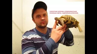 Черепаха Среднеазиатская  Содержание, Кормление, Советы