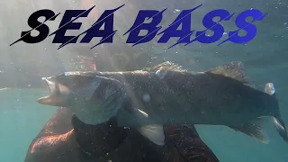 Sea bass spearfishing  / ПОДВОДНАЯ ОХОТА НА МОРСКОГО ВОЛКА.