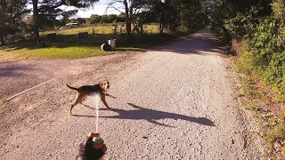 Dog Attacks with Amputee Cyclist Aaron Smith in Callisburg & Jolly, TX. Last week of May 2022