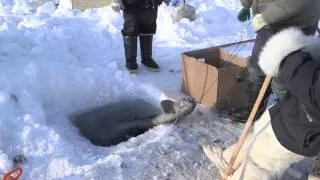 Polar Hunters on Greenland are becoming Fishermen