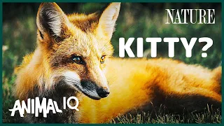 Foxes: Dog Hardware, Cat Software | Animal IQ