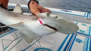 BABY HAMMERHEAD SHARK Catch & Cook!