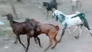 Male Goats Matching With Female Goats| Goats Running