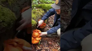 Huge Brilliant Edible Orange Chicken of the Woods Mushroom (Laetiporus conifericola)