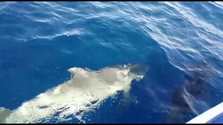 Delfine zwischen La Gomera und Teneriffa