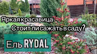 Обзор сорта ели Rydal. Скорость роста, декоративность. Что посадить рядом - выбор партеров.