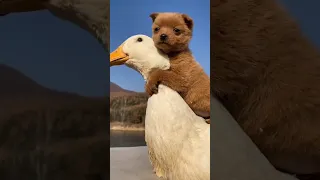 🐕 & 🦆 🥰 #shorts #shortsvideo #animals #cute #healing #puppy