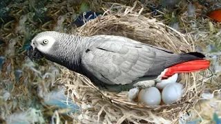 The hatching of a parrot egg- African Grey Parrot laying eggs