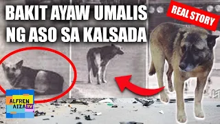 Aso Ayaw Umalis sa Tabi ng Kalsada / Nakakaiyak na Kwento ng Aso na si Kostya