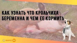 Как узнать что крольчиха беременна и чем ее кормить