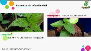 III. 🦠PROCESO DE INFECCIÓN VIRAL EN PLANTAS