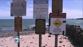 Kihei woman dies after apparent shark attack off Maui
