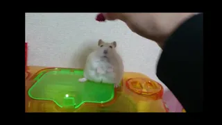 Hamster why are we still here just to suffer