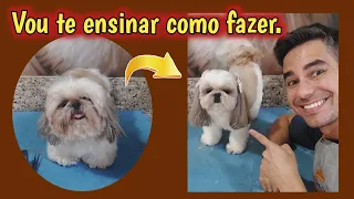 VOU TE ENSINAR A TOSAR UM SHIH TZU