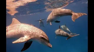 Дельфины в дикой природе. Секс, игры, общение