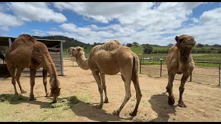 Верблюжья ферма, Oasis Camel Dairy Farm, Ramona