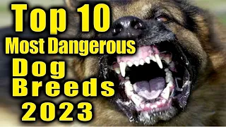 The top 10 Most Dangerous Dog Breeds in 2023