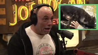 Joe Rogan React To Bear Attack Video/ old bear movie