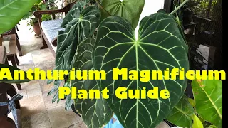 Anthurium Magnificum / How to Care Anthurium Magnificum