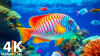 Aquarium 4K VIDEO (ULTRA HD) 🐠 Beautiful Coral Reef Fish - Peaceful Music & Colorful Marine Life #12