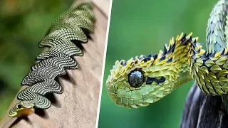 9 seltenste Schlangen der Welt