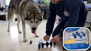 Husky tries Mini Solitaire Game