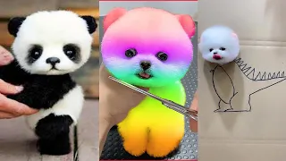 Tik Tok Chó phốc sóc Mini - Funny and Cute Dog Pomeranian#10