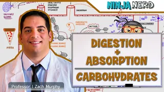Gastrointestinal | Digestion & Absorption of Carbohydrates