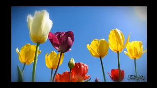 Virtual Color: Oregon's Tulip Fields - Wooden Shoe Tulip Fest 2018 (music)