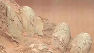 5 dinosaur eggs were just discovered at a construction site in China