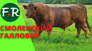 Семейная ферма Смоленский Галловей. Устройство фермы, загонов и оборудование для прогона скота.