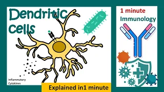 Dendritic cells | Antigen presenting cells | innate immunity | immunology in 1 minute